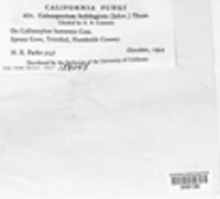 Coleosporium asterum image